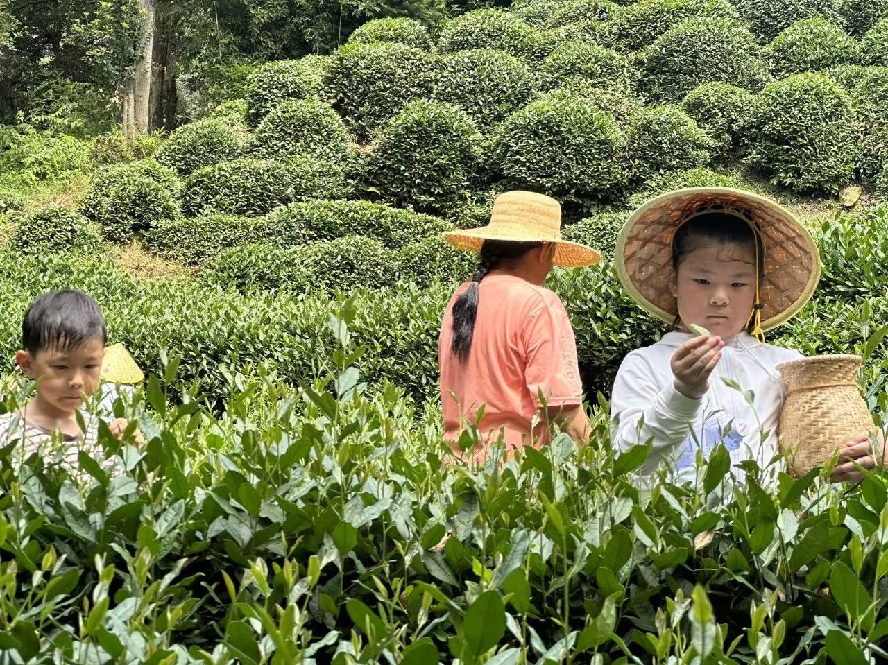 【与老字号同行 探“十五五”新程】第六期——牛通社小记者团走进杭州西湖龙井茶叶有限公司总部